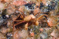 Spider crab in jewel anemones.
Isle of Lewis, Scotland. by Derek Haslam 